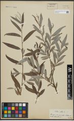 Foto von Salix alba L.